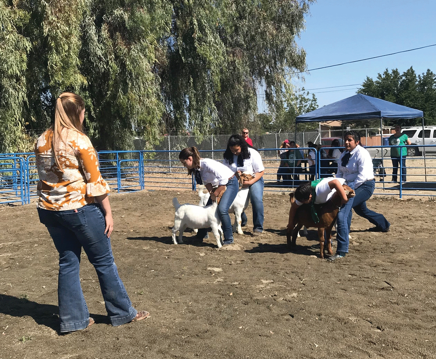 FFA holds livestock show to prepare for Fair